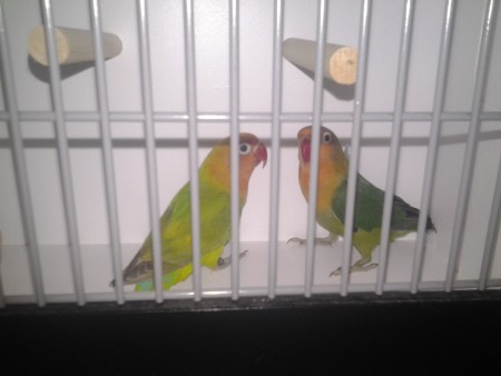 groen pastel x DD groen